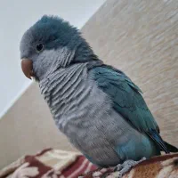 طوطی راهب آبی رام دستی