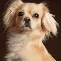 سگ شیتزو پامر