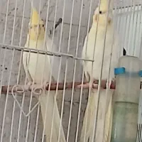 یک جفت عروس هلندی