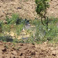 اجاره زمین کشاورزی