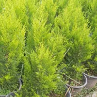 پتسپروم ولاوسون|خدمات باغبانی و درختکاری|کلاچای, |دیوار