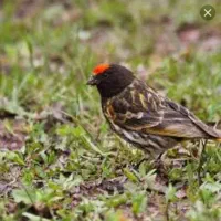 یک عدد گلبسر قناری