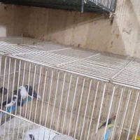 فنچ بنگالی نر|پرنده|اردبیل, |دیوار