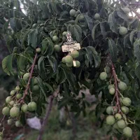 نهالستان گردو و میوه‌های مقاوم به سرمای پالیز