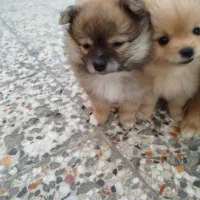 توله پامر جنسیت نر