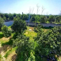 فروش برنج  طارم   (کشت دوم )روستای کچپ