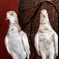 پرندگان