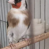 جوجه سهره|پرنده|شهر ری, علایین|دیوار