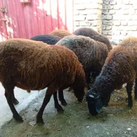 ۶راس نر  بره