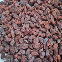 کشمش ابگیری فقط اگهی بخونید