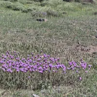 زمین زراعی در مسیر تهران شمال