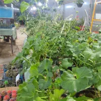 گلخانه-با-تمام-تجهیزات