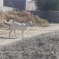 بز نر و ماده