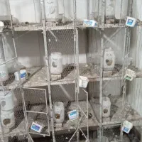 قفس کبوتر|لوازم جانبی حیوانات|بهشهر, |دیوار