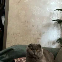 حیوان خانگی (گربه)