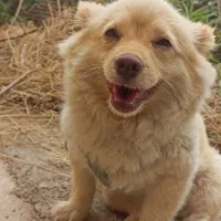 پامرین اشپیتز|سگ|رشت, اسماعیل آباد|دیوار