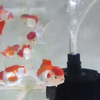 بار جدید ماهی رسید