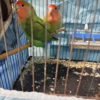 جفت طوطی کوتوله