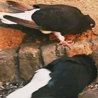 دم سفید