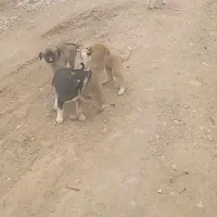 سگ‌‌‌زرد|سگ|آباده, |دیوار