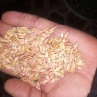 جو کردی دیم بذری|عمدهفروشی|ماهیدشت, |دیوار