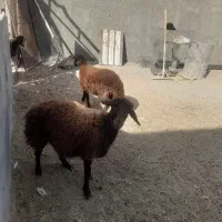 چهارتا بره نر هترو|حیوانات مزرعه|زرندیه, |دیوار