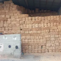 کلش گندم ابی