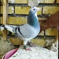 قهره کرمونی