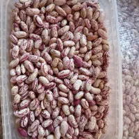 لوبیا چیتی|خوردنی و آشامیدنی|شیرین‌سو, |دیوار