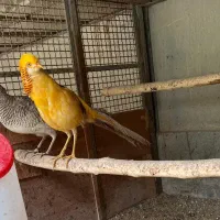 فروش طاووس|پرنده|بومهن, |دیوار