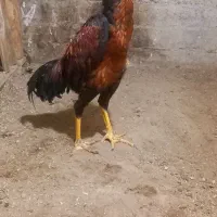 لاری|حیوانات مزرعه|بناب, |دیوار