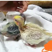 جوجه عروس سرلاکی