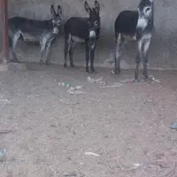 الاغ نرکی جوان 3عدد