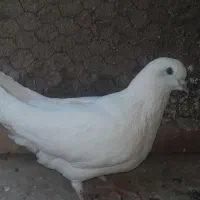 اصفهانی پر سو قدیم|پرنده|خمینیشهر, |دیوار