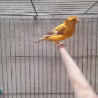 قناری نر|پرنده|کرمان, |دیوار