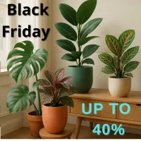 گل و گیاه تا ۴۰ درصد تخفیف|گل و گیاه طبیعی|مشهد, ولیعصر (شهرک غرب)|دیوار