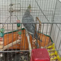 عروس هلندی نر سخنگو سینامون|پرنده|پردیس, فاز ۸|دیوار