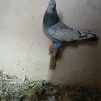 کبوتر سینه سبز