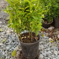 حدود ۲۰۰عدد شمشاد ۳ساله موجوده قیمت ۱۴|حراج|عباسآباد, |دیوار