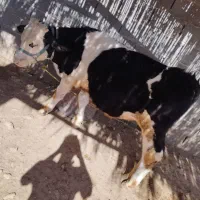 گوساله جوان وسالم|حیوانات مزرعه|سرپل ذهاب, |دیوار