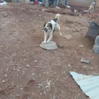 سگ واگذاری|سگ|هریس, |دیوار