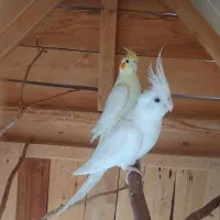 فروش عروس هلندی|پرنده|لامرد, |دیوار