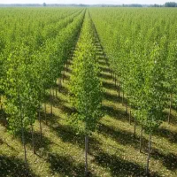 نمایندگی صنوبر نیگرا