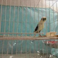 قناری ماده سوپری