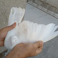 کبوتر|پرنده|رباط‌کریم, شهرک صنعتی نصیرآباد|دیوار