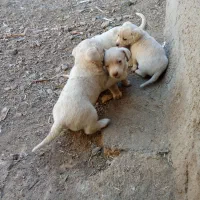 واگذاری پاکوتاه دهن پاک نگهبان|سگ|نیشابور, مازول|دیوار