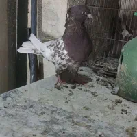 جفت کله و سینه کبوتر|پرنده|شیراز, شریفآباد|دیوار