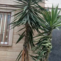 ۳ تا درخت گل یوکا تنه دار و قد بلند