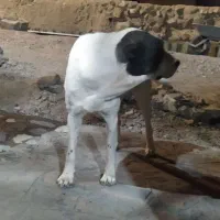 سگ گله افغان اصل