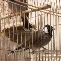 پرنده|پرنده|کرمانشاه, |دیوار